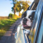 pet shipping company in toronto