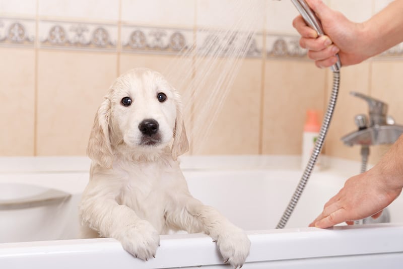 best dog shampoo