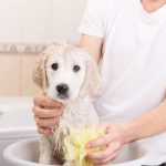 best dog shampoo