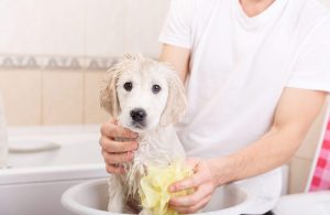 best dog shampoo